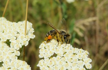 Honeybee on yarrow flowers in the meadow, closeup