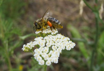 Bee on yarrow flowers in the field, closeup