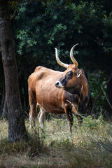 Cachena breed cow grazing in the field