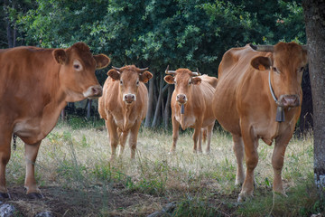 Fototapeta premium herd of four cows looking at the camera in the meadow