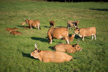 herd of cows resting in the meadow with their calves
