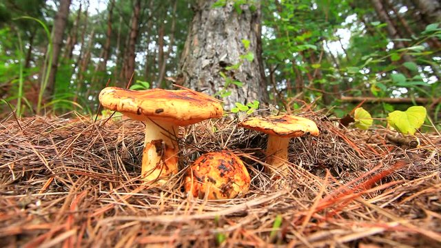 Matsutake mushroom on forest floor, Ueda, Nagano, Japan