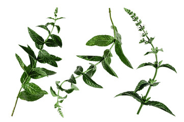 Wild mint fresh plant with flowers blossom isolated on white background. Healthy food concept. Summer garden organic herb. Ingredient for drinks, cocktails, food spices. Set of three different sprigs