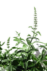 Wild mint fresh plant with flowers blossom isolated on white background. Healthy food concept. Summer garden organic herb. Ingredient for drinks, cocktails, food spices. Fluffy growing bush, sun light
