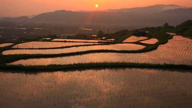 Tilt up view of rice field at sunrises