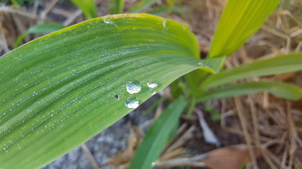 Young wheat seedlings growing in a soil