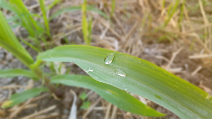 Young wheat seedlings growing in a soil