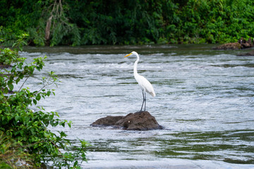 IguassuFalls イグアスの滝 bird