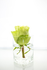 Fresh single white with green yellow rose in a short vase or glass filled with clean water on a white bright background with reflection. Natural beauty