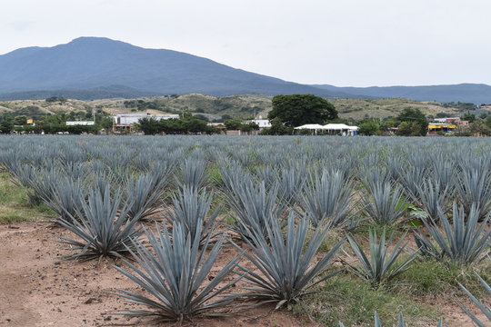 Sembradio Bilder Durchsuchen 169 Archivfotos, und