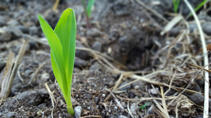 Young wheat seedlings growing in a soil