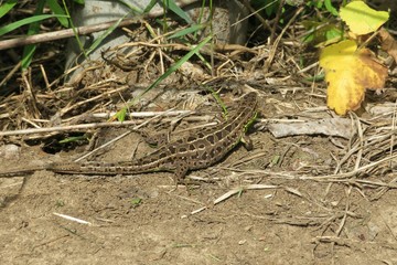Pregnant european lizard in the garden, closeup