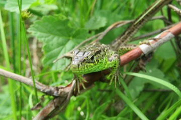 Green european lizard on plant in the garden, closeup