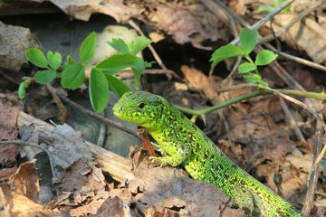 Green european lizard in the garden, closeup