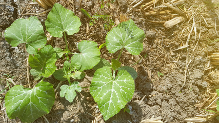 Young watermelon or citrullus plant