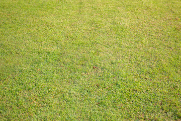 Real grass in the garden  background.