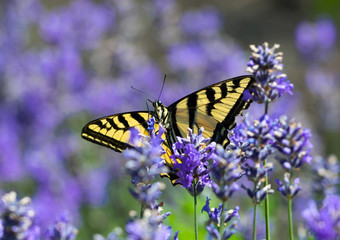 Western Tiger Swallowtail Butterfly (Papilio rutulus) gathering nectar from purple Lavender flowers 