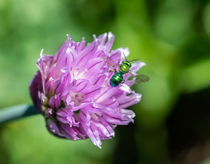 Metallic green Osmia bee, native pollinator, on pink chives flowers