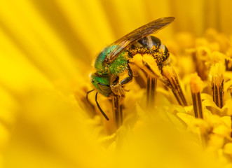 Metallic Green Sweat Bee (Agapostemon) close-up, on a wild yellow sunflower (Wyethia)