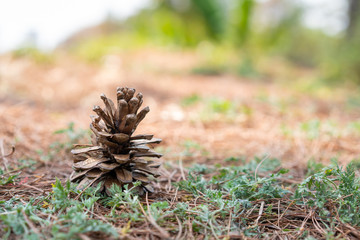 Naklejka na ściany i meble Dry pine cone on the ground close up in the pine forest.