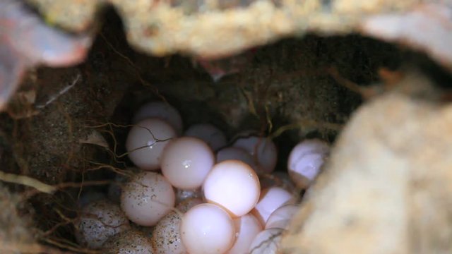 Close up of egg laying by loggerhead sea turtle