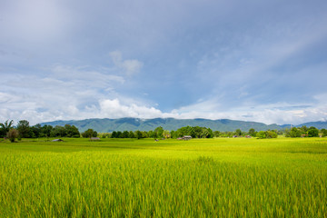 Landscape of beautiful Golden rice field in Asia.