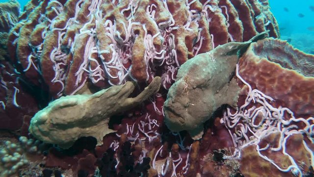 Frogfish on a tropical coral reef in the Philippines