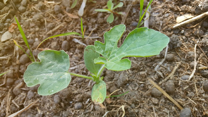 Young watermelon or citrullus plant