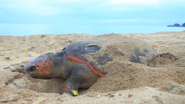 Close up of loggerhead sea turtle covering eggs with sand 