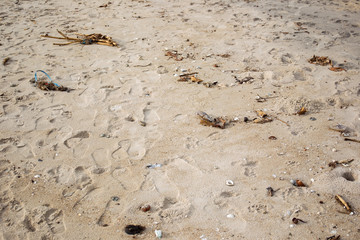 Dirty beach fully with plastic garbage and polluted environment.