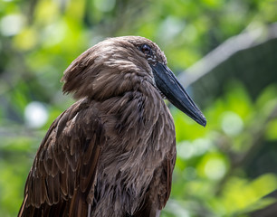 Brown bird with black beak sitting in a tree