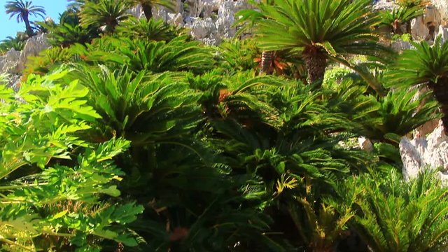 Palm trees on rock formation, Kunigami, Okinawa, Japan