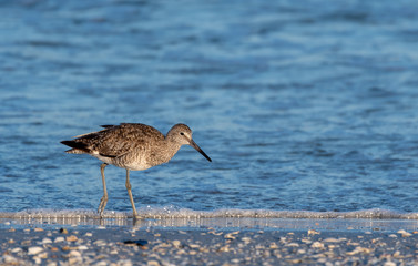 Shore bird (Willet)  walks along beach in Florida 