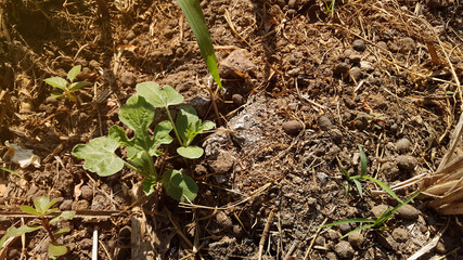Young watermelon or citrullus plant