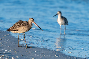 Marbled Godwit  walks along the shore of the Gulf of Mexico in Florida