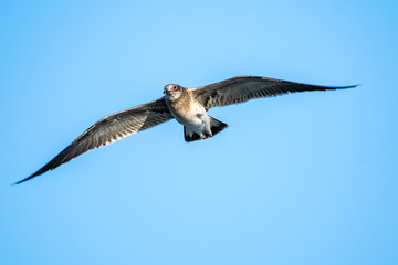 Sea gull flying over head with a blue sky