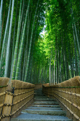 京都　化野念仏寺（あだしのねんぶつじ）の竹林　