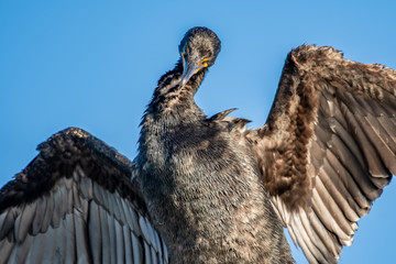 Close up of a cormorant with its wings spread wide drying them off