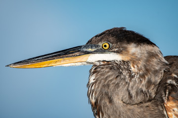 Close up of great blue heron facing left