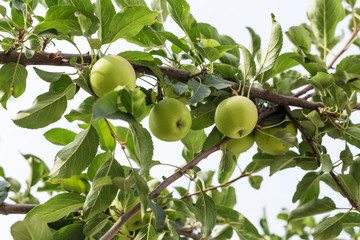 The fruit of the apple tree