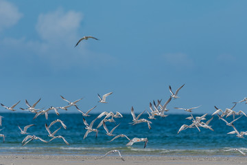 Shore birds flying along the beach in Florida