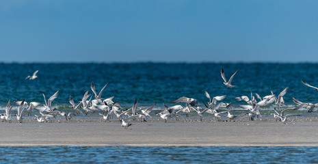 Terns and shore birds on the beach  in Florida