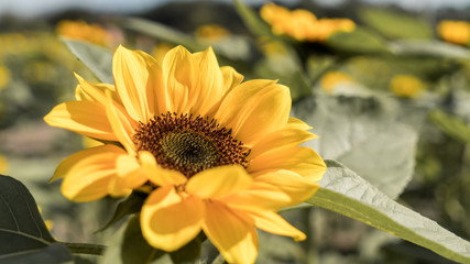 yellow flower in the garden