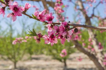 Beautiful pink peach flowers petals and trees blooming on a spring sunny day