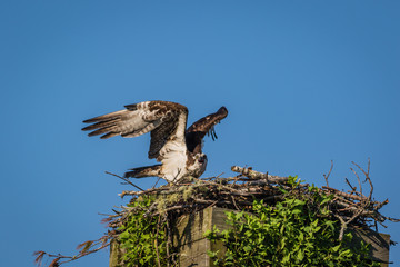 Osprey, Pandion haliaetus, on a sunny morning with bright blue sky launches from nest box