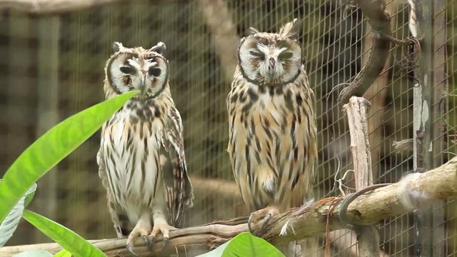Owls siting on top of the branches at the zoo
