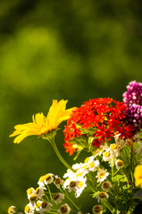 a bouquet of bright spring flowers of various types