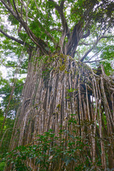 Fototapeta premium cathedral fig tree near yungaburra in Queensland