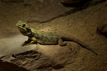 Bearded dragon (Pogona vitticeps).