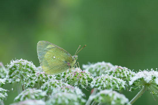 Moorland clouded yellow, Colias palaeno resting on flower